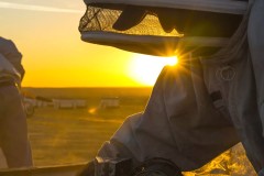 beekeeping-sunset